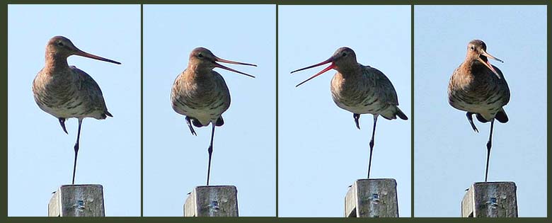 Black-tailed Godwit - Limosa limosa - Rdspov.jpg