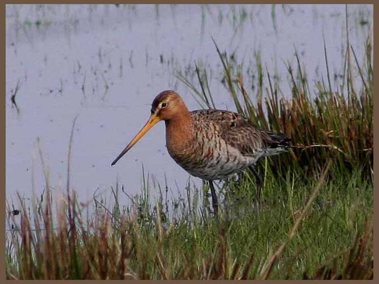 Black-tailed Godwit. -  Rdspov.jpg
