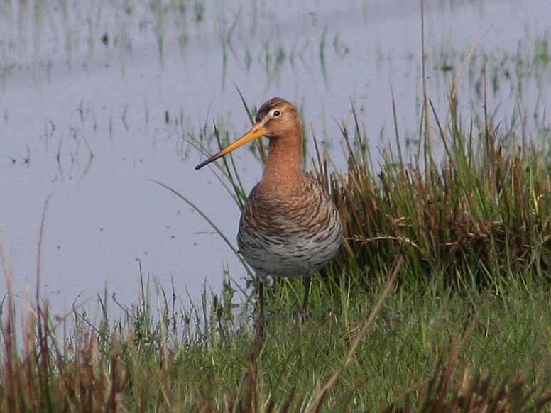Black-tailed Godwit.jpg
