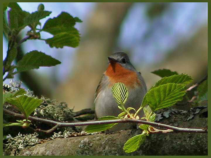 Red-breasted Flycatcher - Mindre Flugsnappare  .jpg