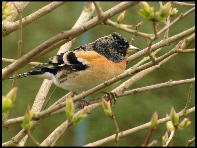 Brambling - Fringilla montifringilla - Bergfink.jpg