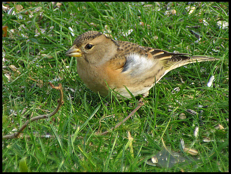 Brambling - Fringilla montifringilla - Bergfink.jpg