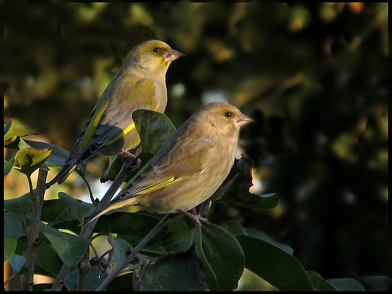 Greenfinch - Carduelis chloris - Grnfink.jpg