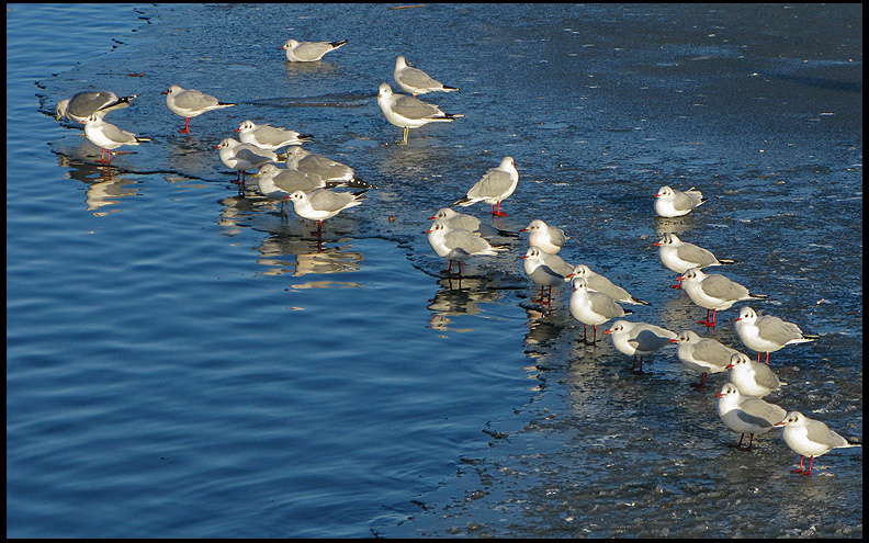 Blackheaded Gulls.jpg