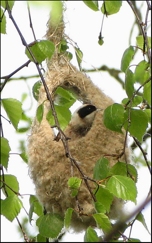 Penduline Tit - Pungmes.jpg