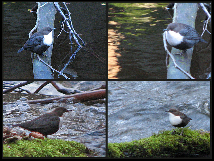 Whitethroated Dipper  - Strmstare.jpg