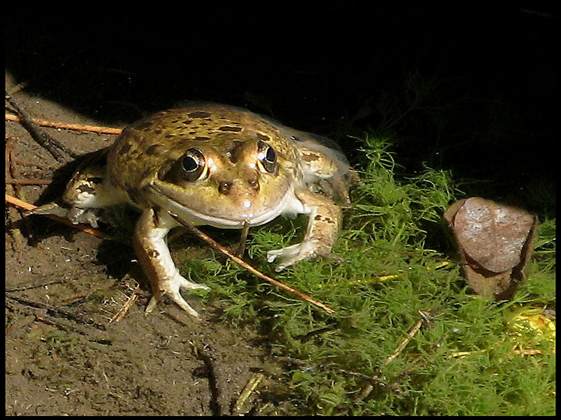 Iberian Marsh Frog - Rana perezi - Iberisk sjgroda .jpg
