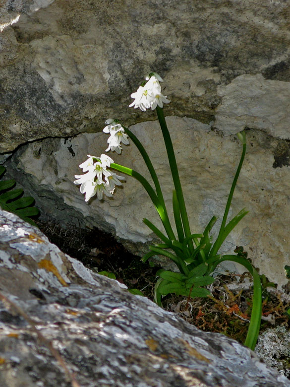 Sloklk - Allium triquetrum.jpg