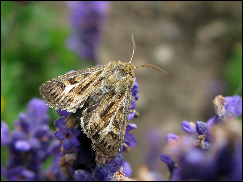 Allmnt Grsfly - Cerapteryx graminis - .jpg