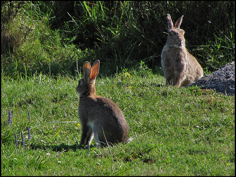 Rabbits, old and young.jpg