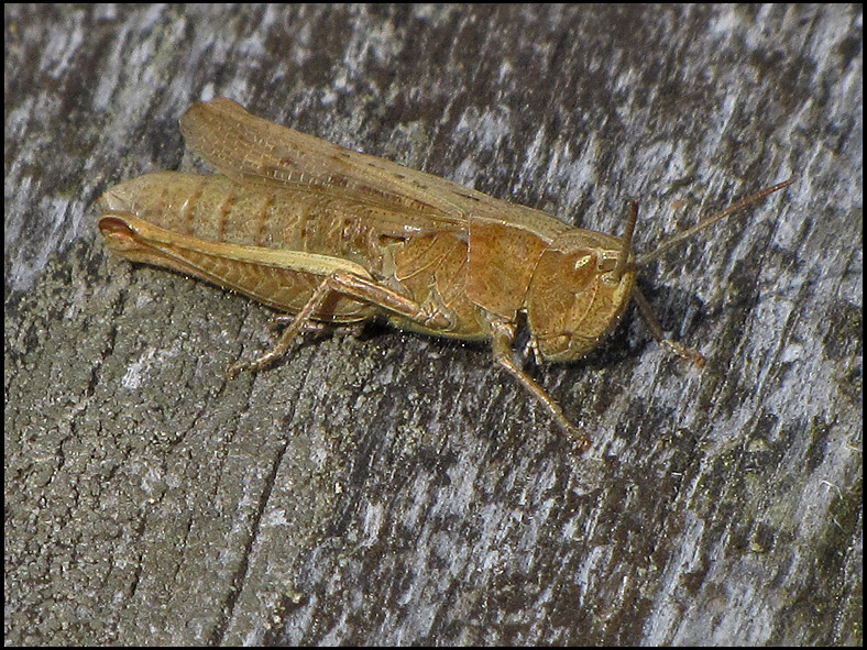 Corthippus dorsatus - Sydngsgrshoppas.jpg