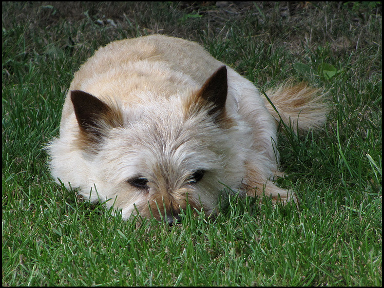 Putte hates the camera so he's trying to hide in the grass!jpg