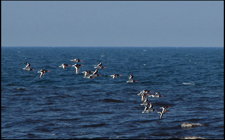 Migrating Oystercatchers.jpg