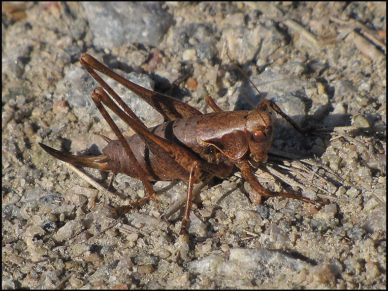 Dark Bush-cricket.jpg
