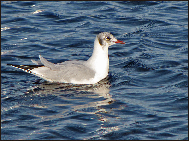 Blackheaded Gull.jpg