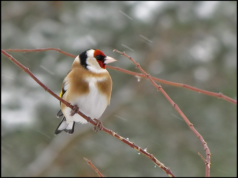Goldfinch - Carduelis carduelis - Steglits.jpg