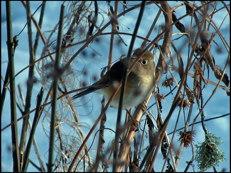 Red-flanked Bluetail - A rare visitor.jpg