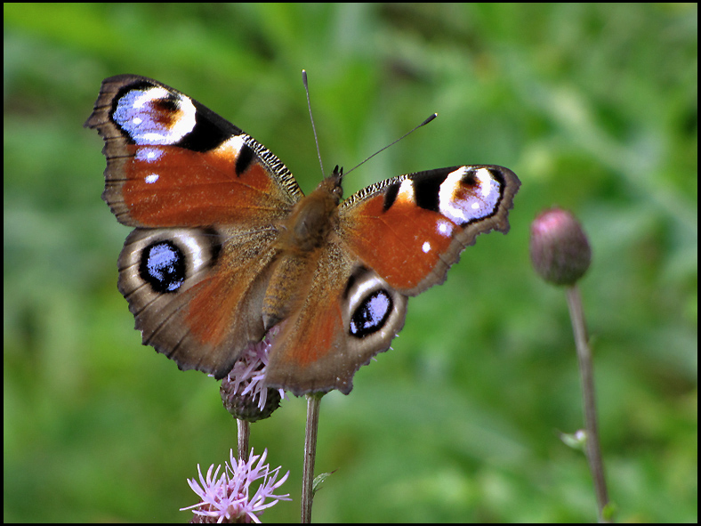 Peacock - Inachis io - Påfågelöga.jpg