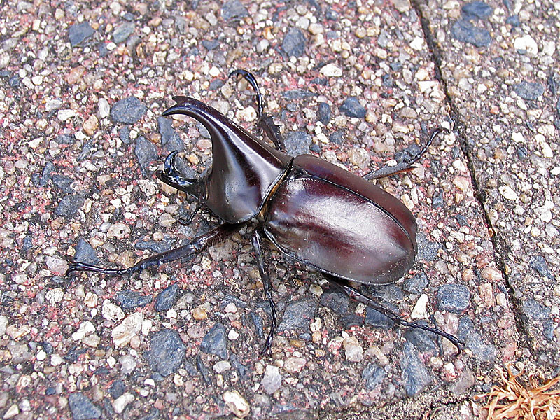 Rhinoserus Beetle 2.jpg