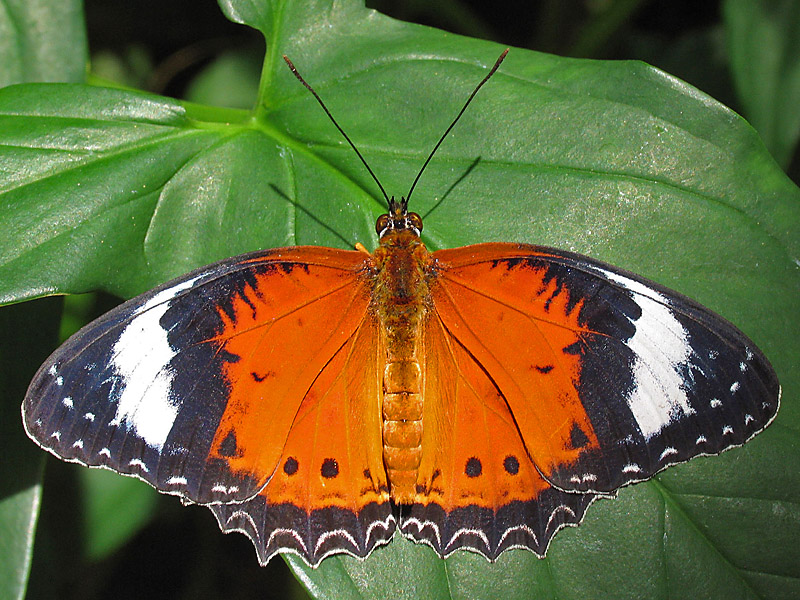 Red Lacewing - Cethosia cydippe.jpg