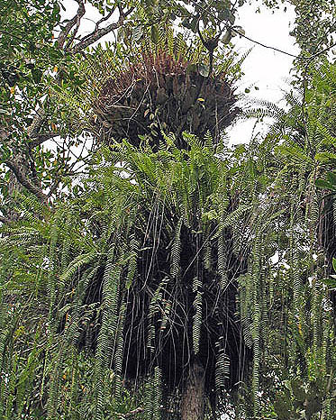 Bird's Nest Fern - Asplenium australasicum .jpg