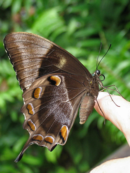 Ulysses Butterfly - Papilio ulysses joesa.jpg