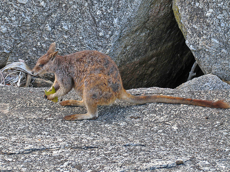 Rock-wallaby 3.JPG