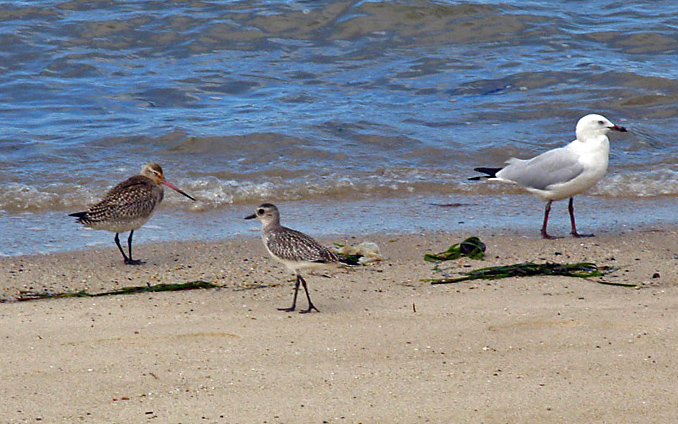 Black-tailed Godwit, Grey Plover and Silver Gull.jpg