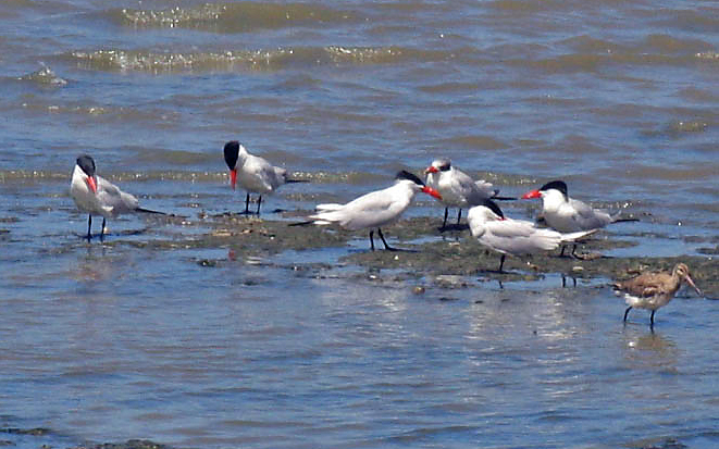 Caspian Tern and Black-tailed Godwit.jpg