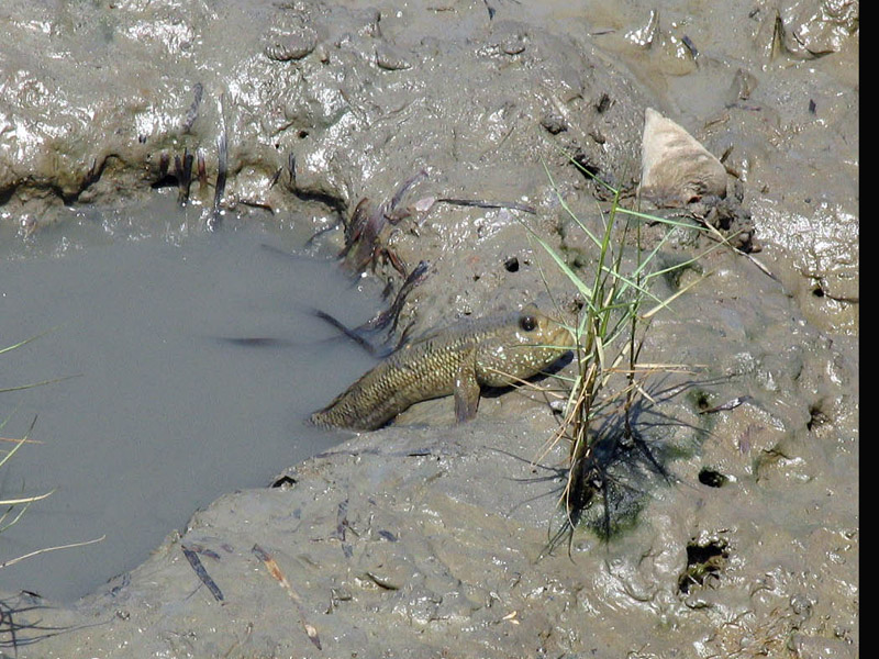 Mudskipper.jpg