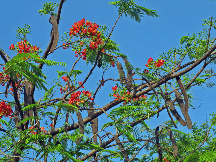 Poinsiana - Delonix regia.jpg