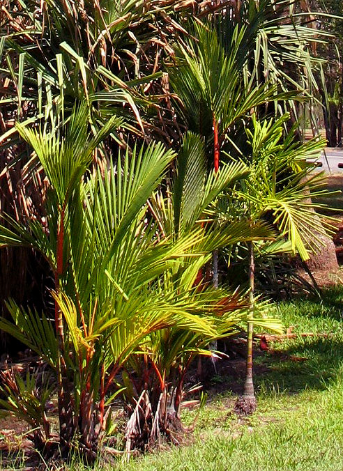 Sealing Wax  Palms - Cyrtostachys renda .jpg