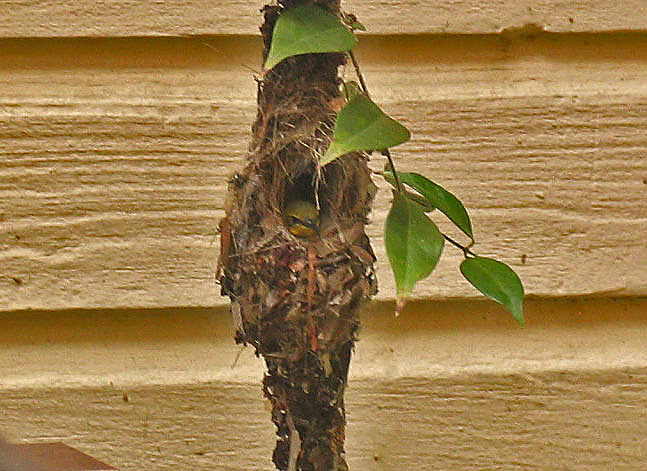 Sunbird nesting outside our window.jpg