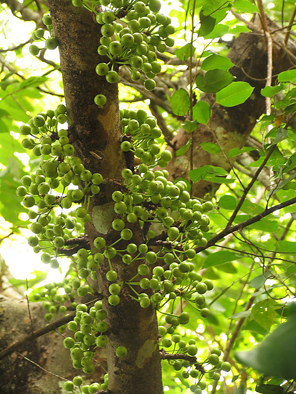 Cluster Fig - Ficus racemosa.jpg