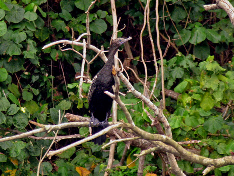 Black Cormorant .jpg