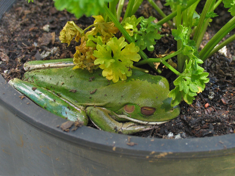 Giant Tree frog.JPG