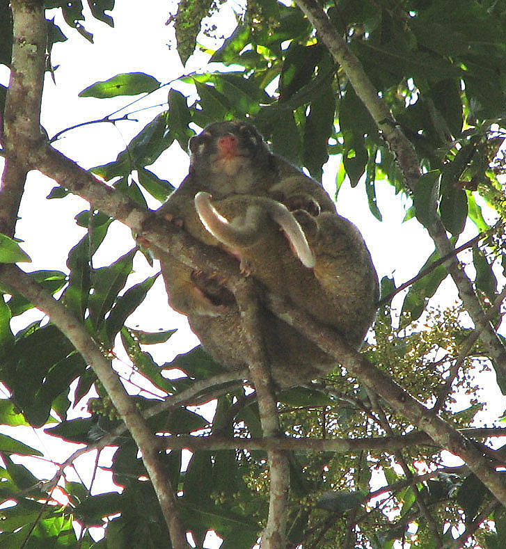 Green Ring-tailed Possum with baby.jpg