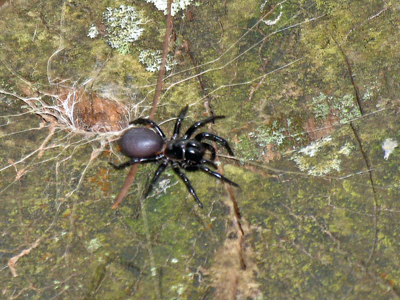 Blue Mountains Funnelweb spider - Hadronyche versutus jpg
