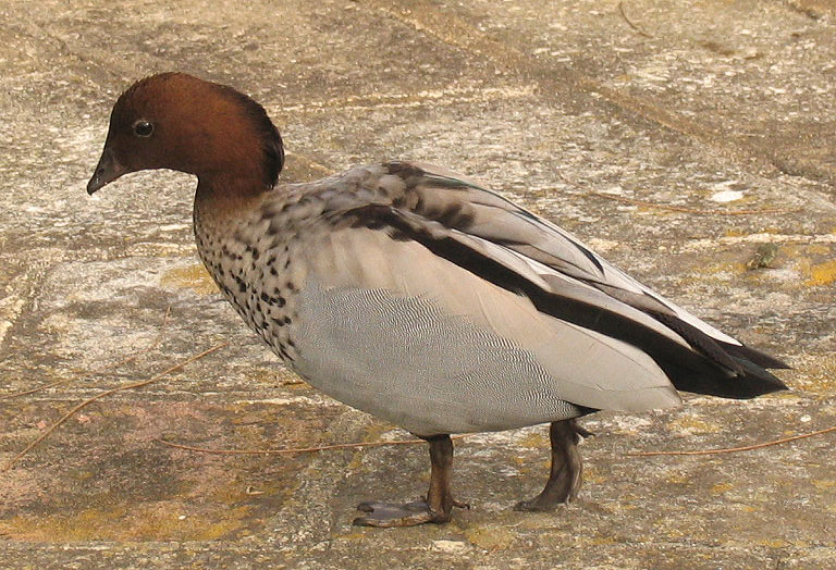 Australian Wood Duck.jpg