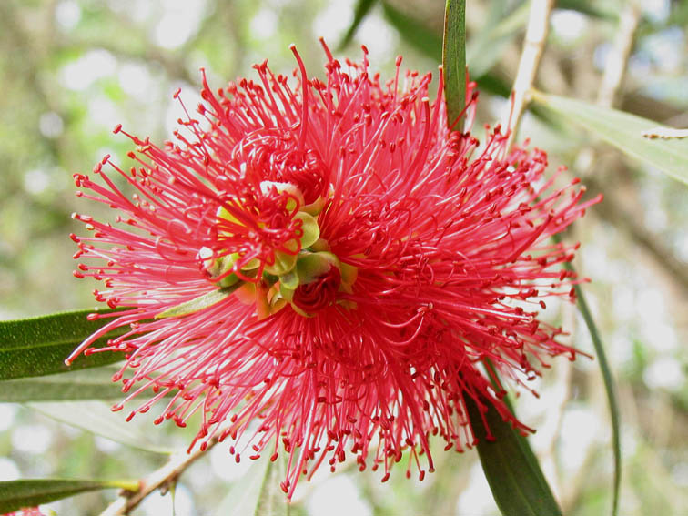 Australian native Bottlebrush.jpg