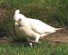 Little Corella.jpeg