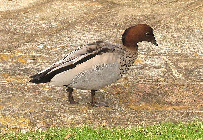 Australian Wood duck. jpg