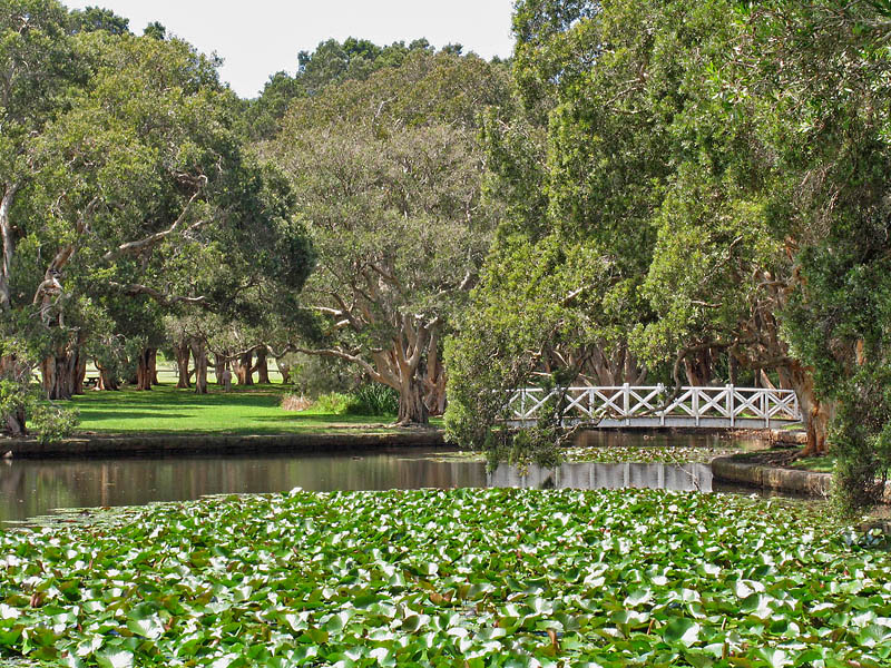 Lily pond.jpg