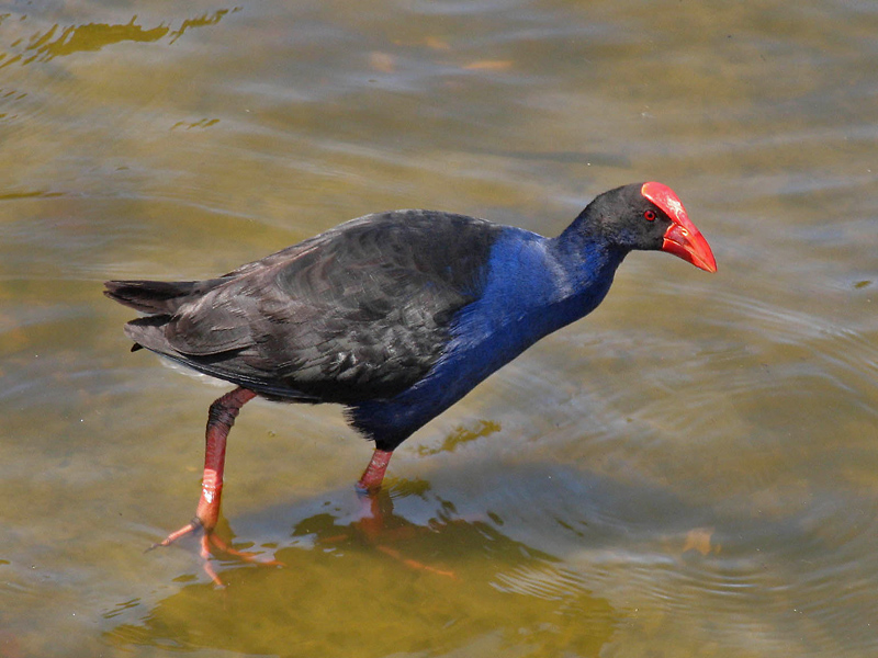 Purple Swamphen 2.jpg