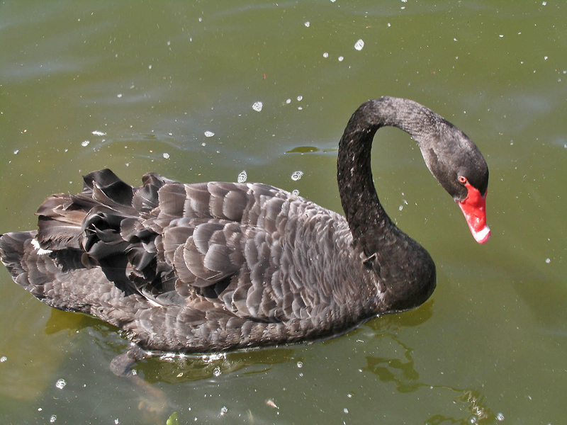 Black Swan 2.jpg