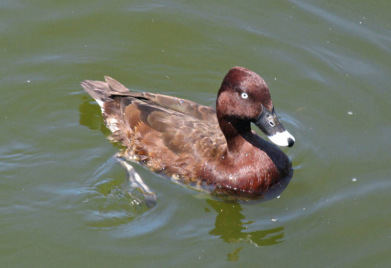 Hardhead duck.jpg