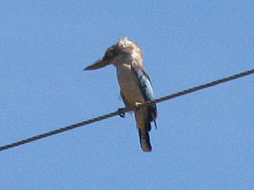 Blue-winged Kokaburra.jpg
