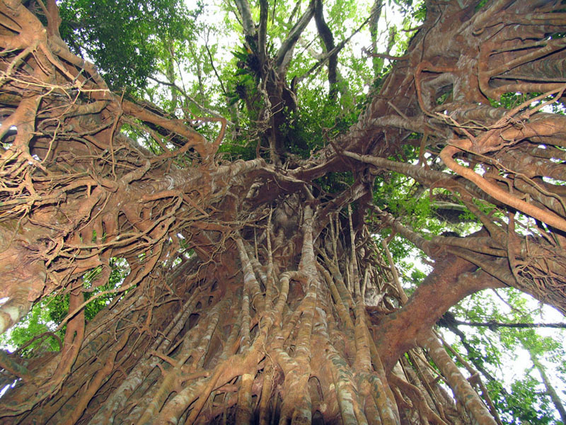 Cathedral Fig Tree.jpg