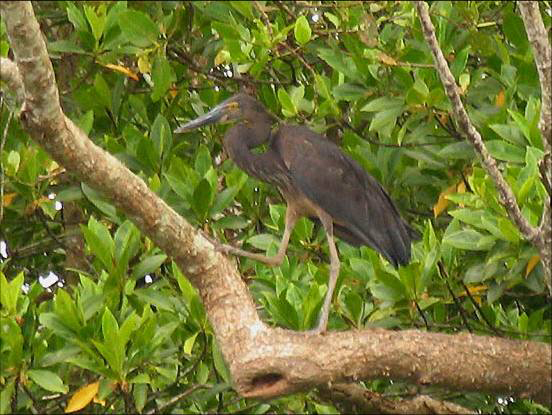 Great-billed Heron - Stornbbad hger.jpg