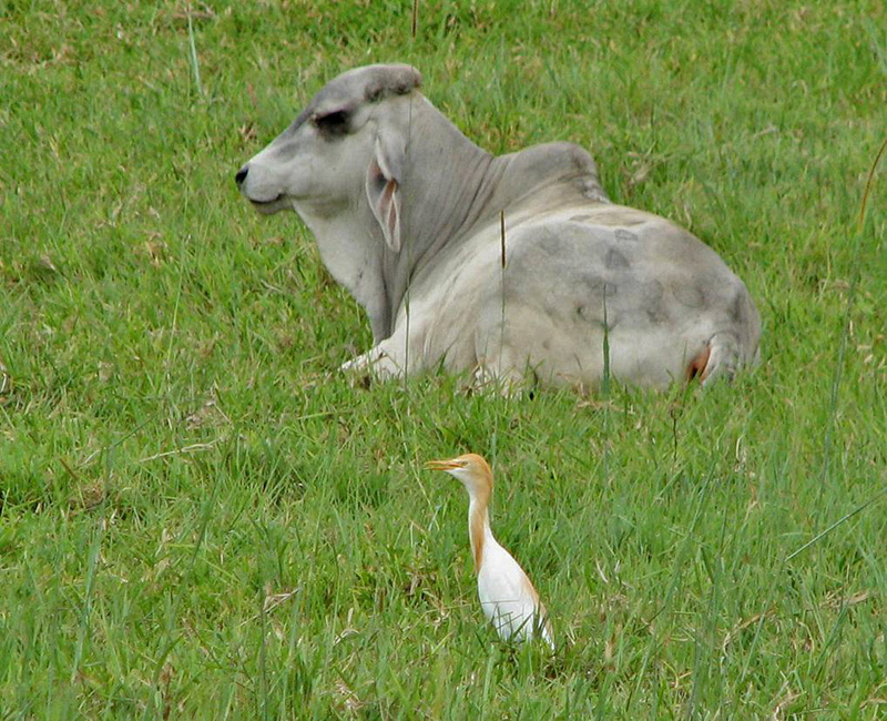 Cattle Egret.jpg